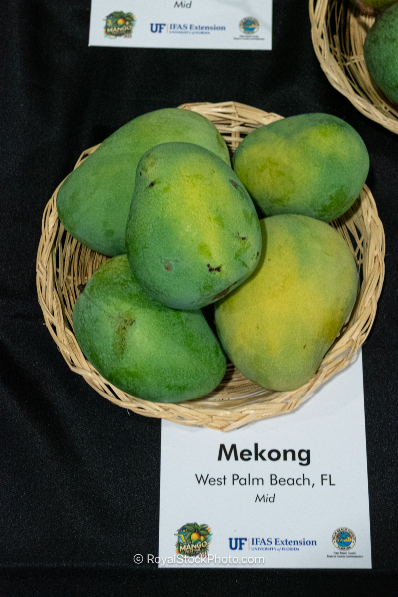 Mekong mango fruit