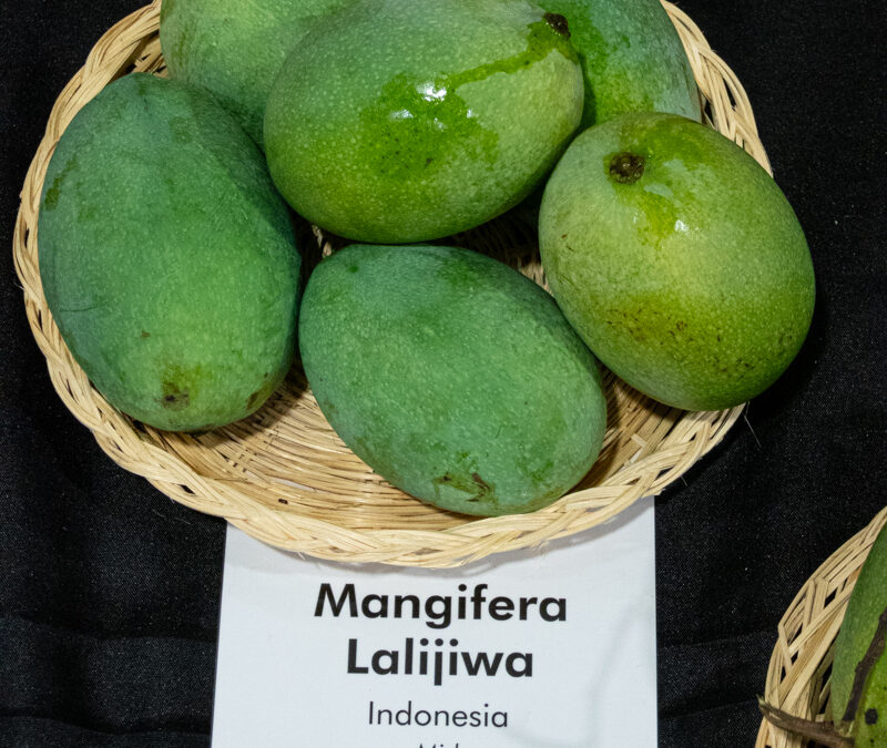 Mangifera Lalijiwa
