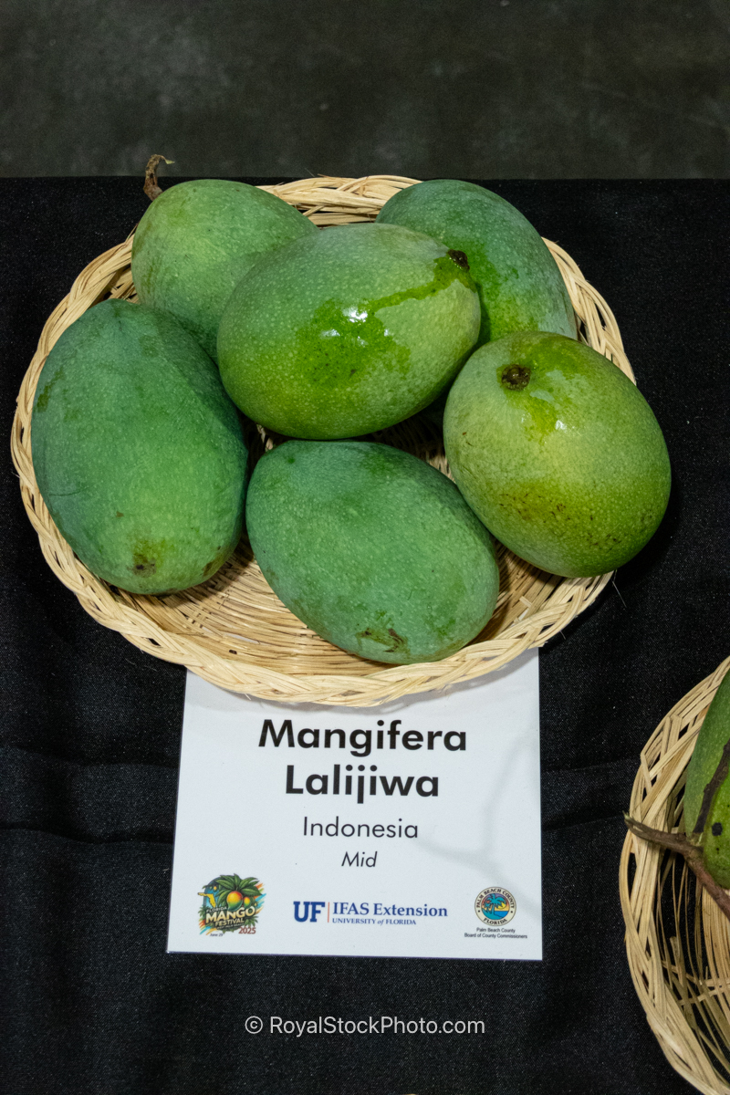 Mangifera Lalijiwa Mango Mangifera Lalijiwa mango fruit