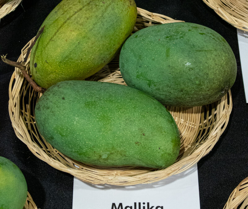 Mallika