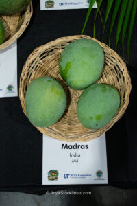 Madras mango fruit