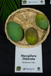 Mangifera Odorata mango fruit