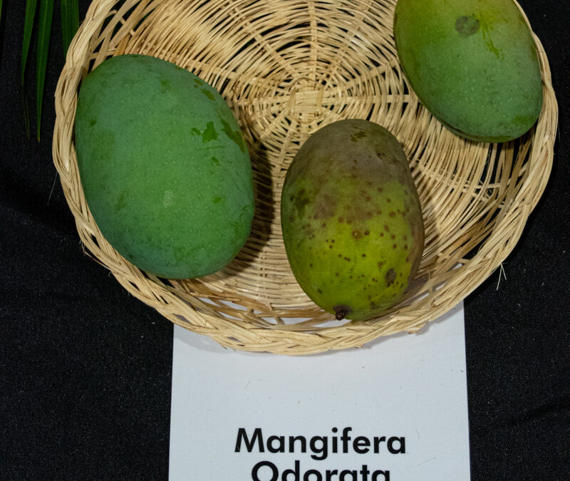 Mangifera Odorata