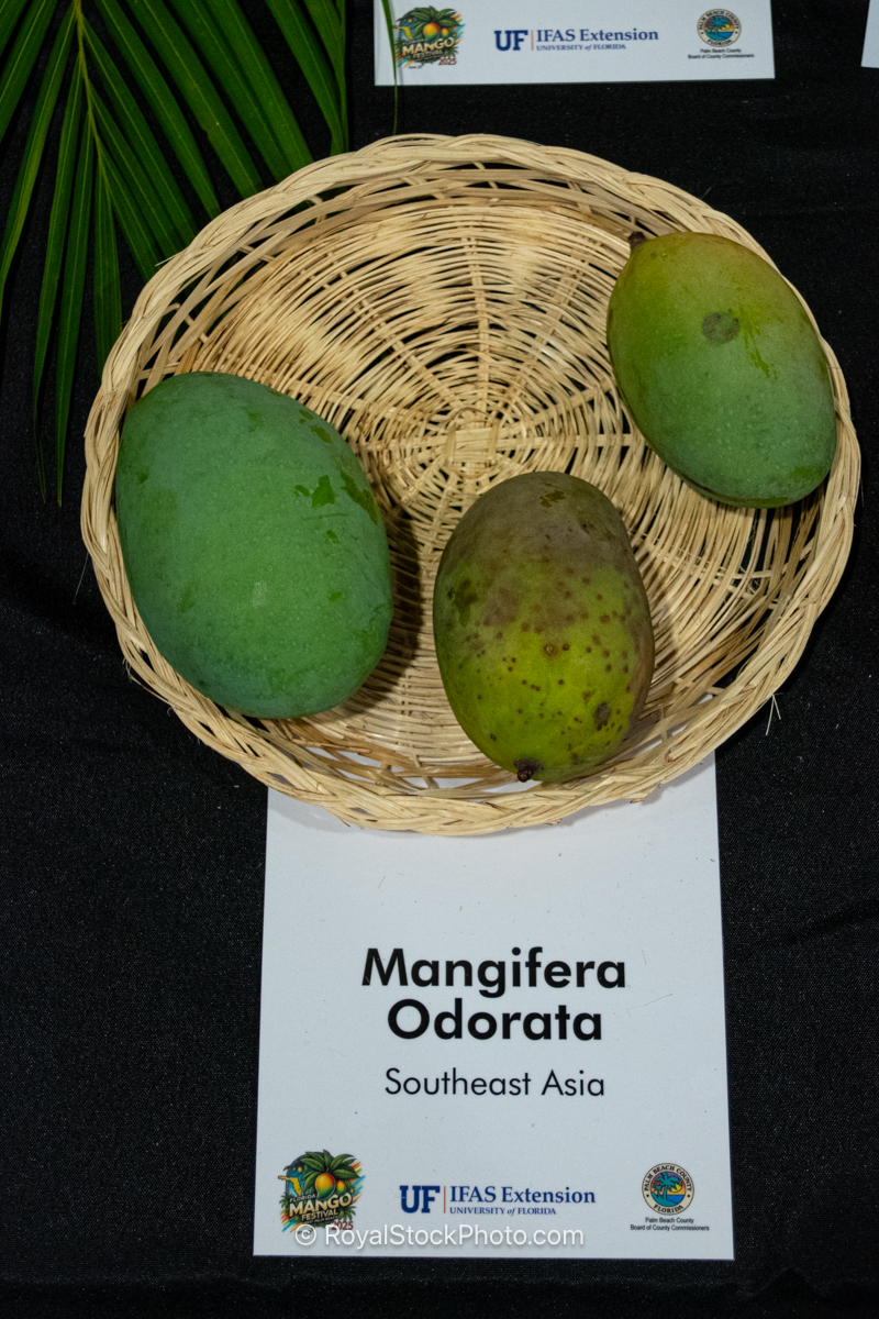 Mangifera Odorata mango fruit