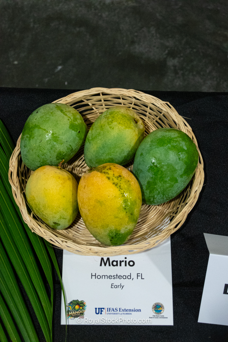 Mario mango fruit