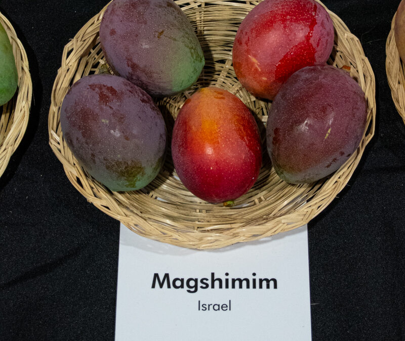 Magshimim