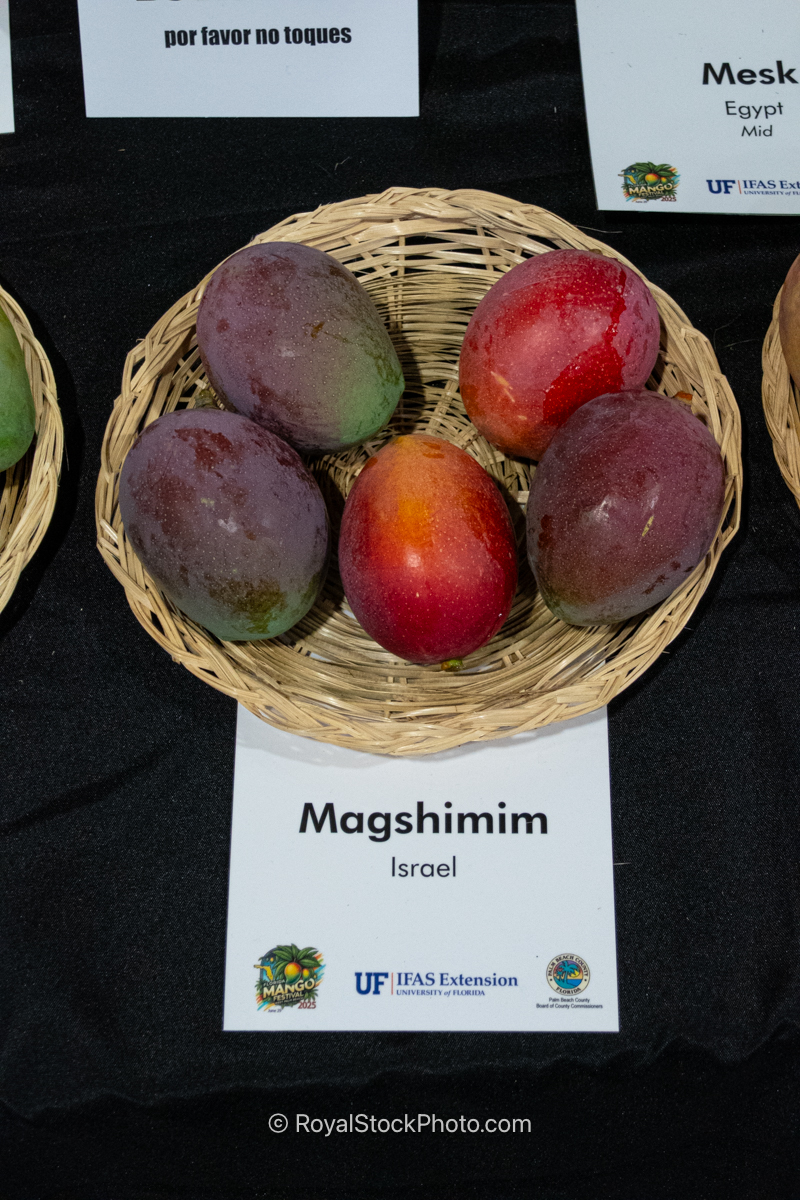 Magshimim mango fruit