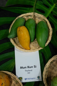 Mun Kun Si mango fruit