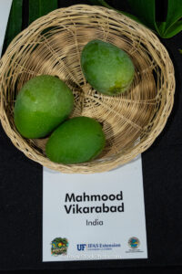 Mahmood Vikarabad mango fruit