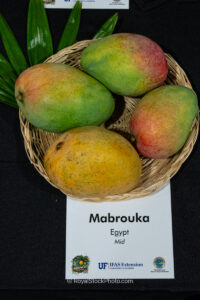 Mabrouka mango fruit
