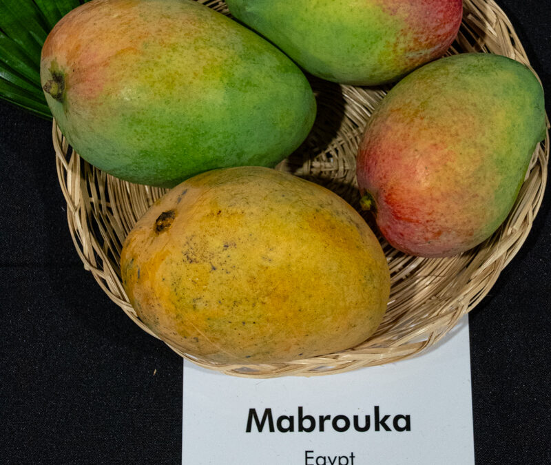 Mabruka