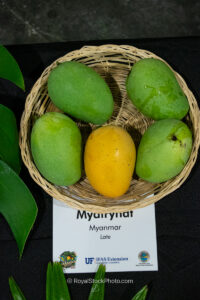 Myatrynat mango fruit