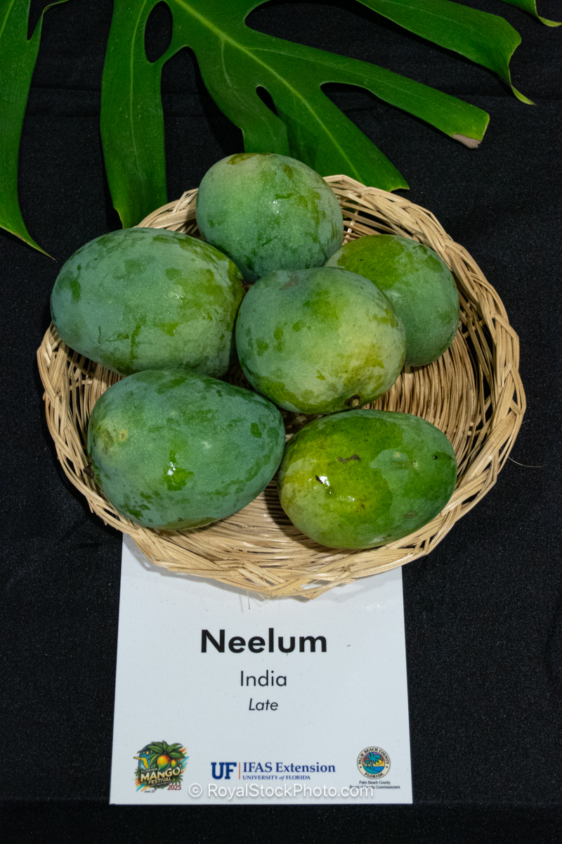 Neelum mango fruit