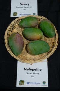 Nelepetite mango fruit