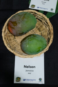 Nelson mango fruit