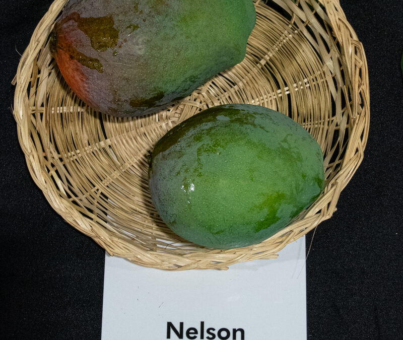Nelson