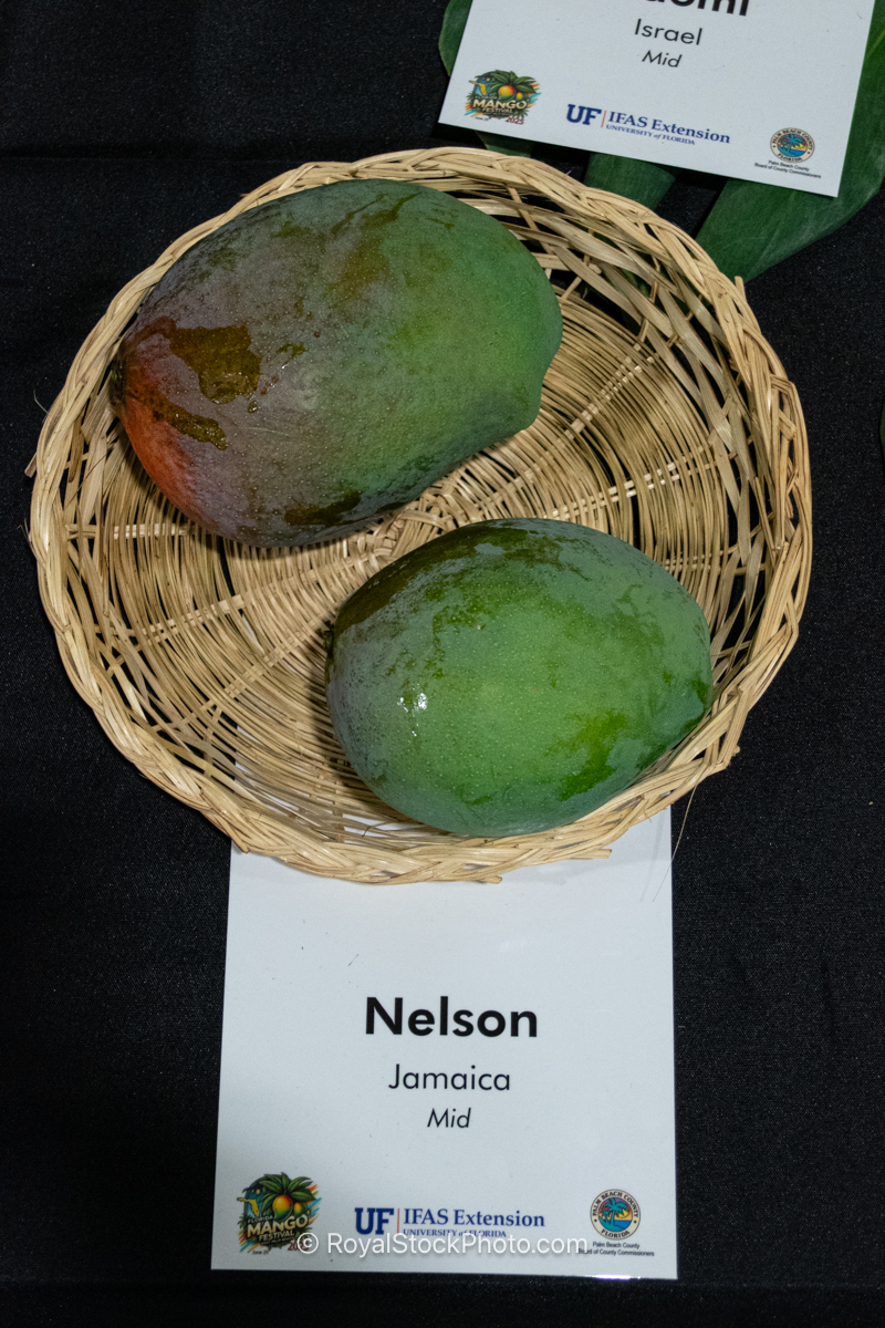 Nelson mango fruit