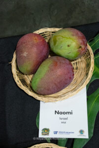 Naomi mango fruit