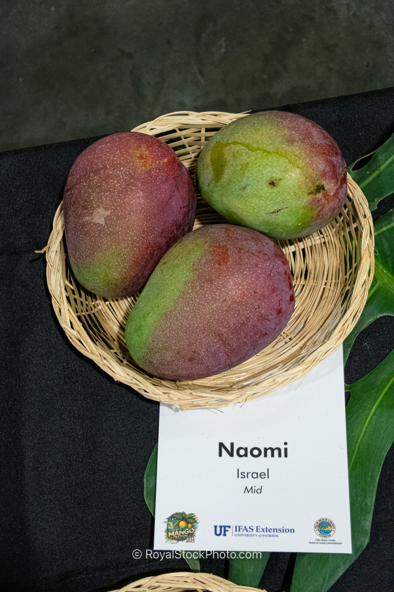 Naomi mango fruit