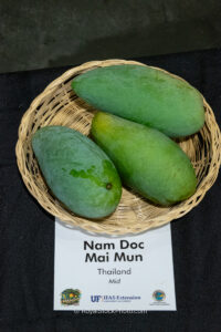 Nam Doc Mai Mun mango fruit