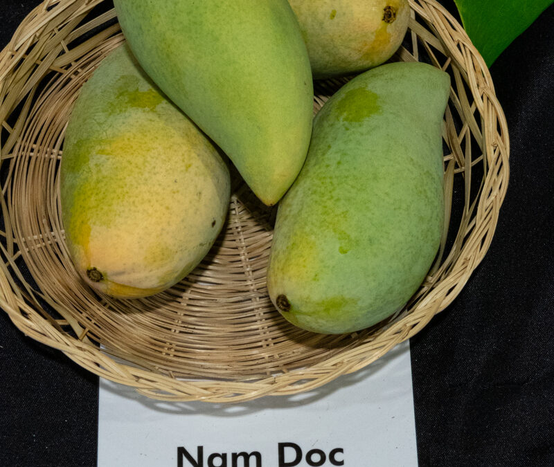 Nam Doc Mai Sia Tong