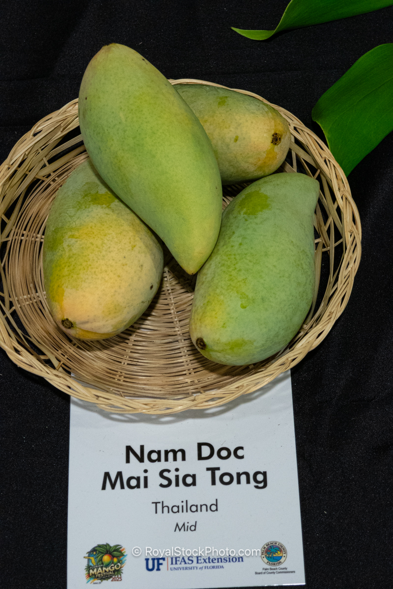 Nam Doc Mai Sia Tong mango fruit