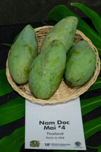 Nam Doc Mai #4 mango fruit