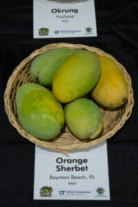 Orange Sherbet mango fruit