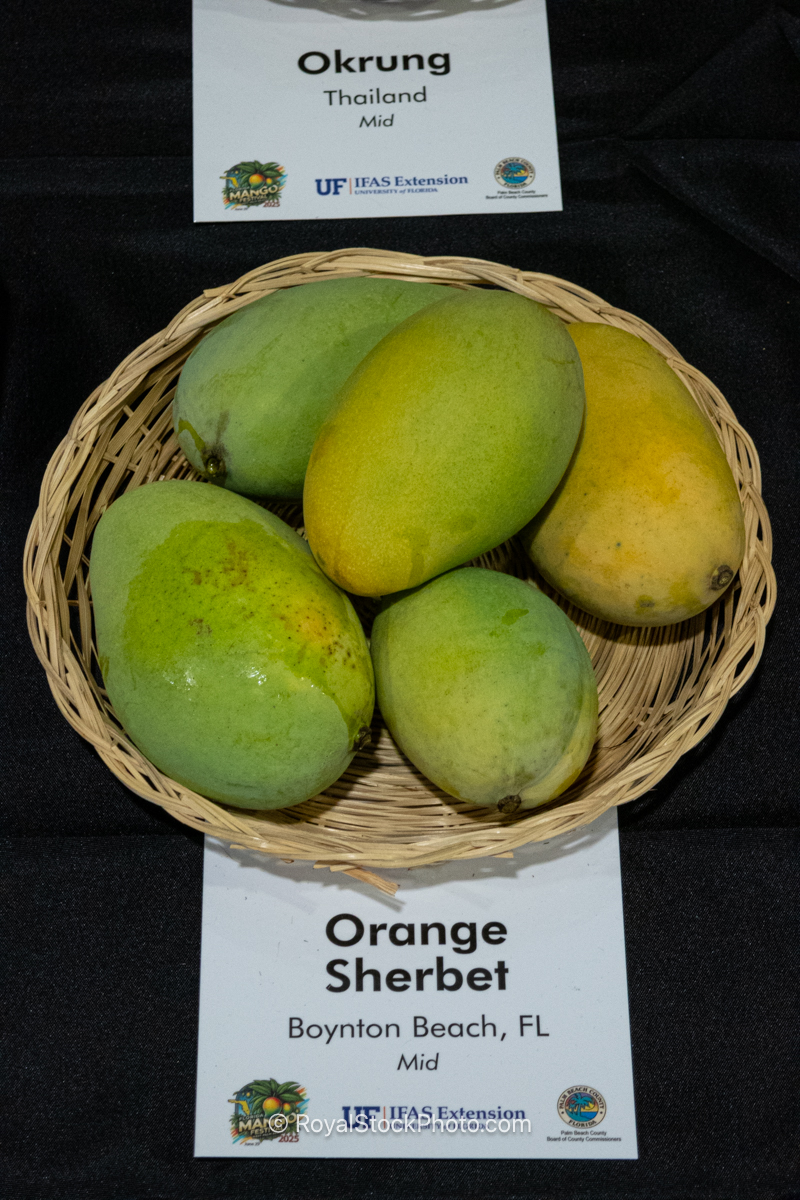 Orange Sherbet mango fruit