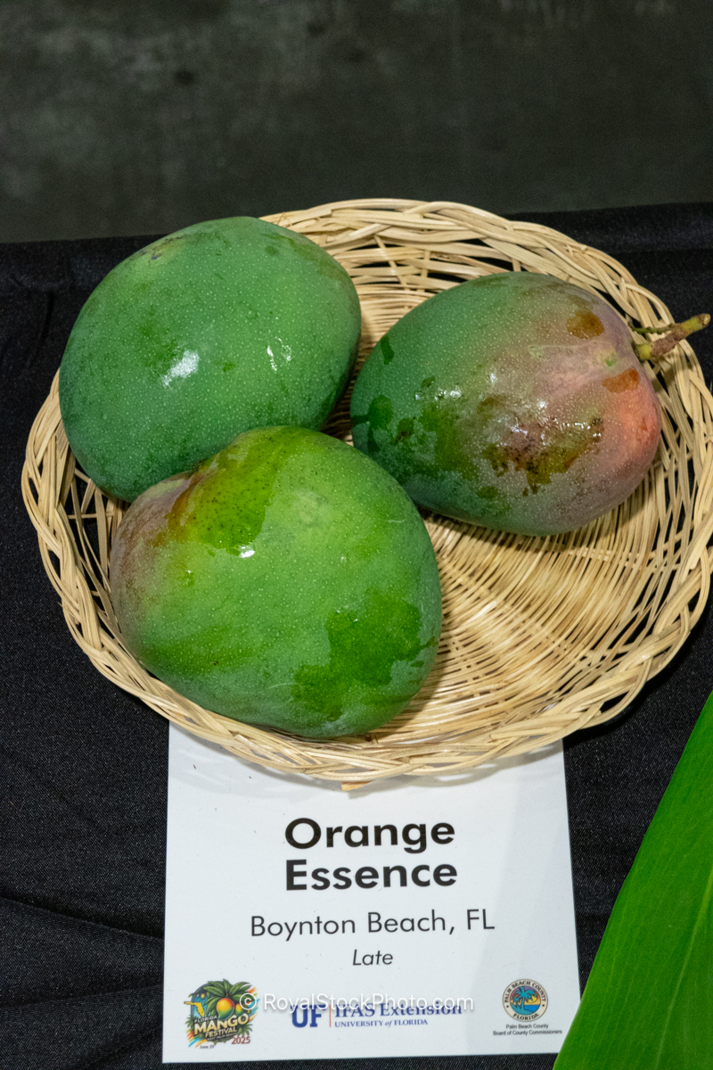 Orange Essence mango fruit
