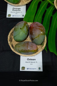 Osteen mango fruit