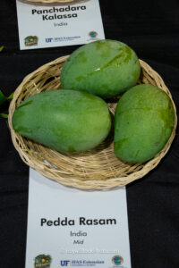 Pedda Rasam mango fruit