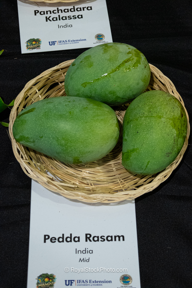Pedda Rasam mango fruit