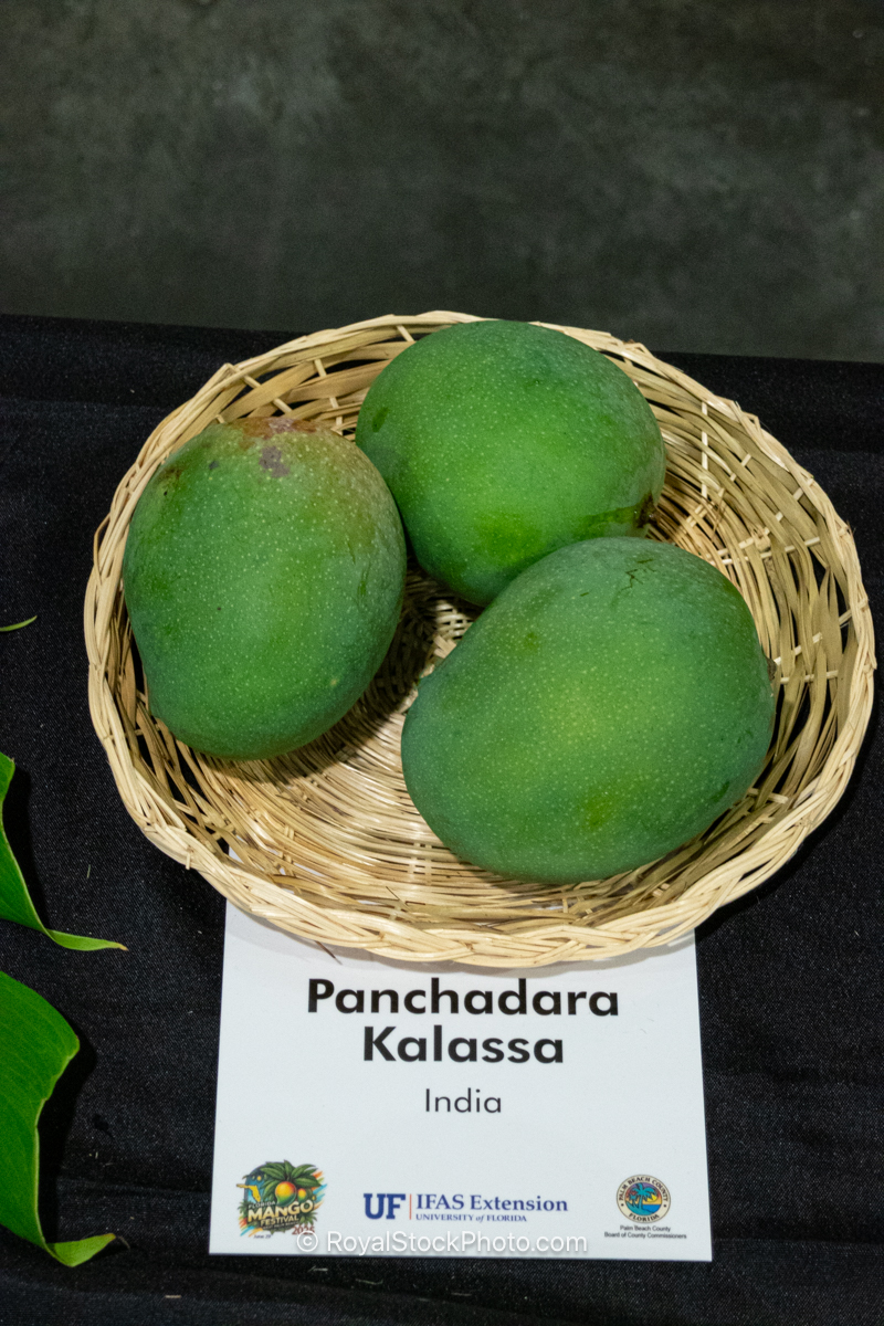Panchadara Kalassa mango fruit