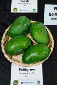 Pettigrew mango fruit