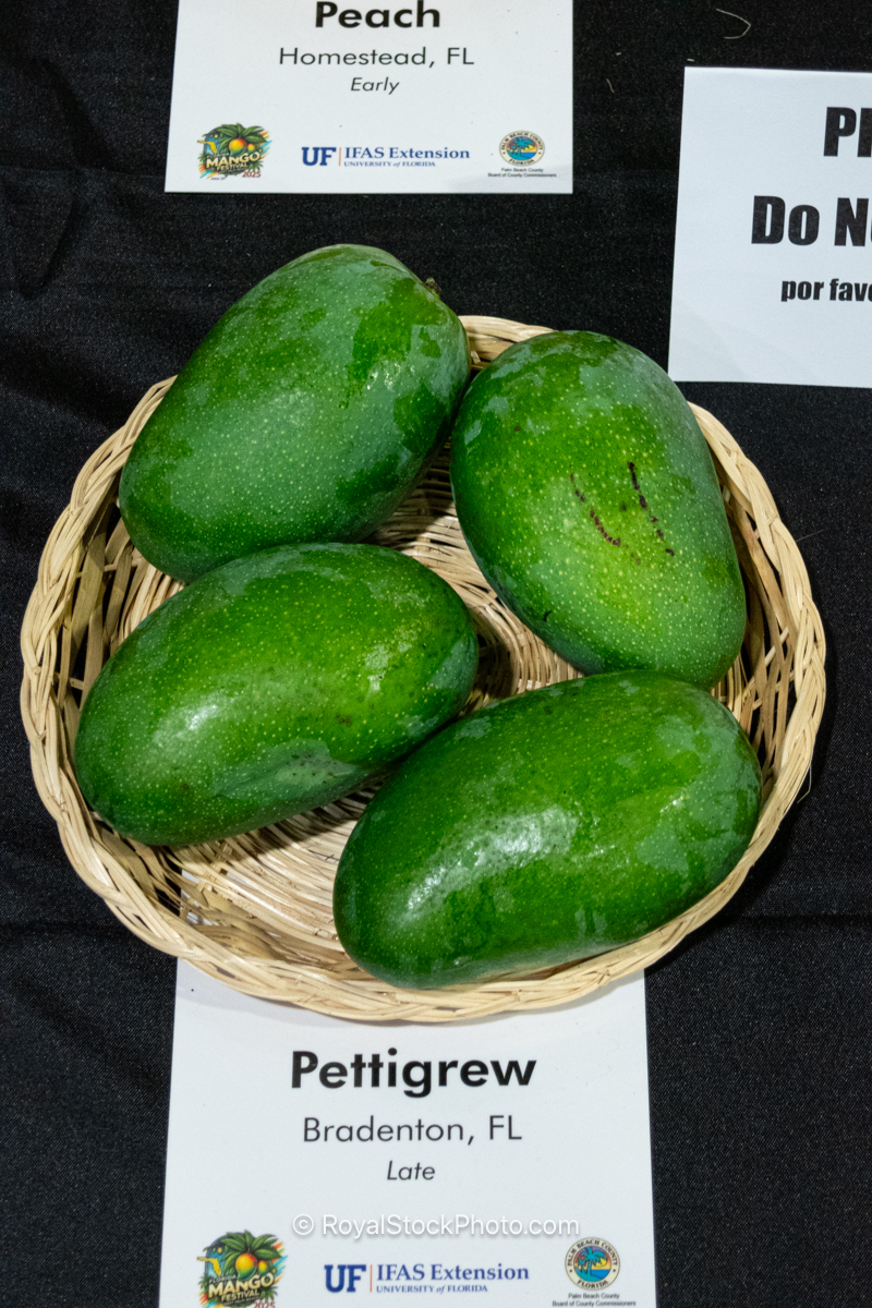 Pettigrew mango fruit