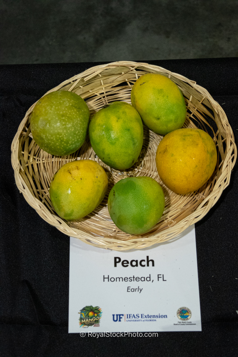 Peach mango fruit