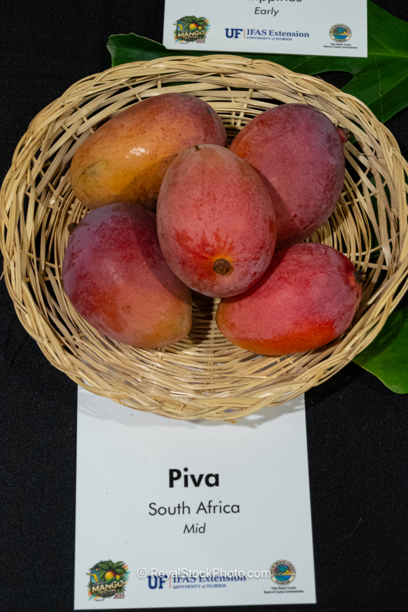 Piva mango fruit