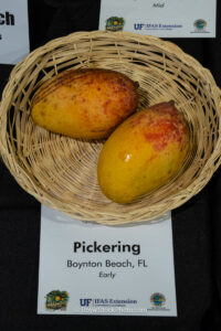 Pickering mango fruit