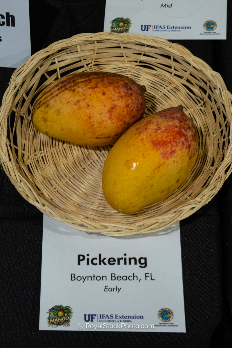 Pickering mango fruit