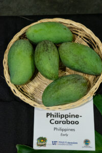 Philippine-Carabao mango fruit