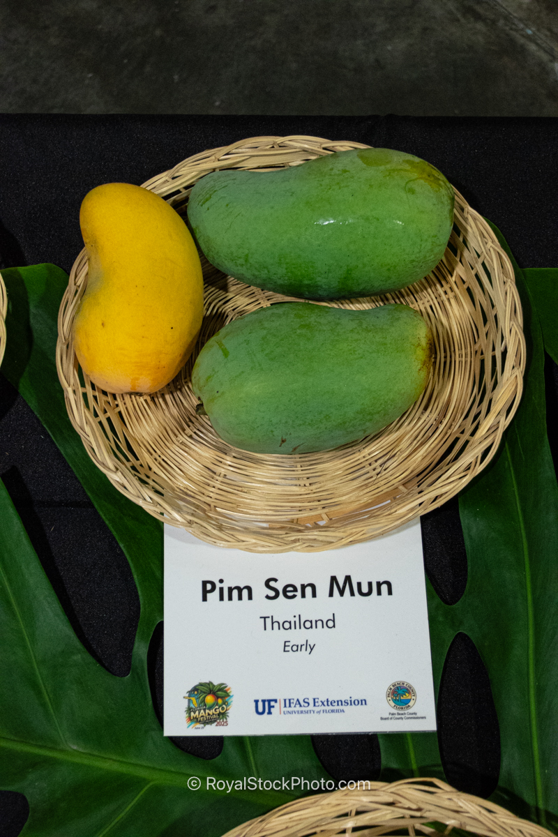 Pim Sen Mun mango fruit