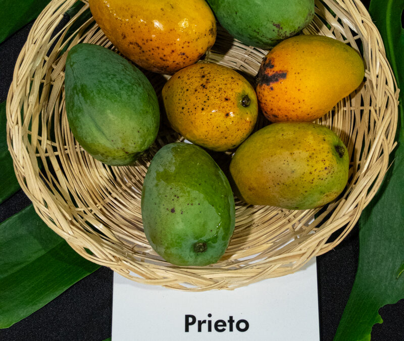 Prieto
