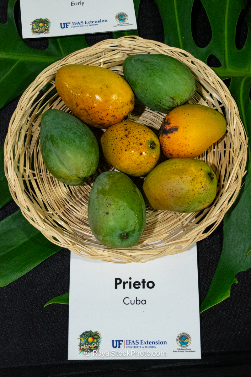 Prieto Mango Prieto mango fruit