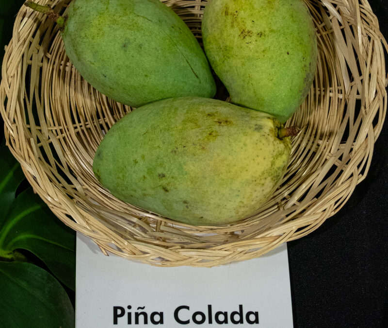 Piña Colada