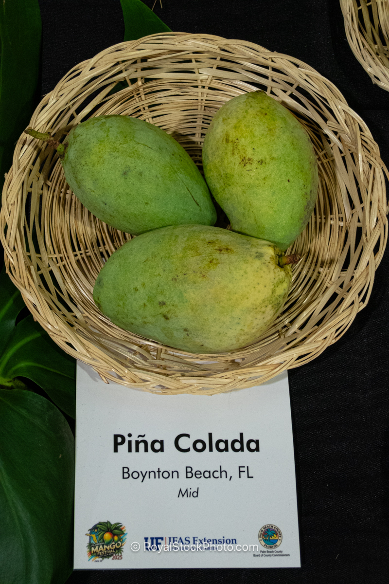 Piña Colada Mango Piña Colada mango fruit