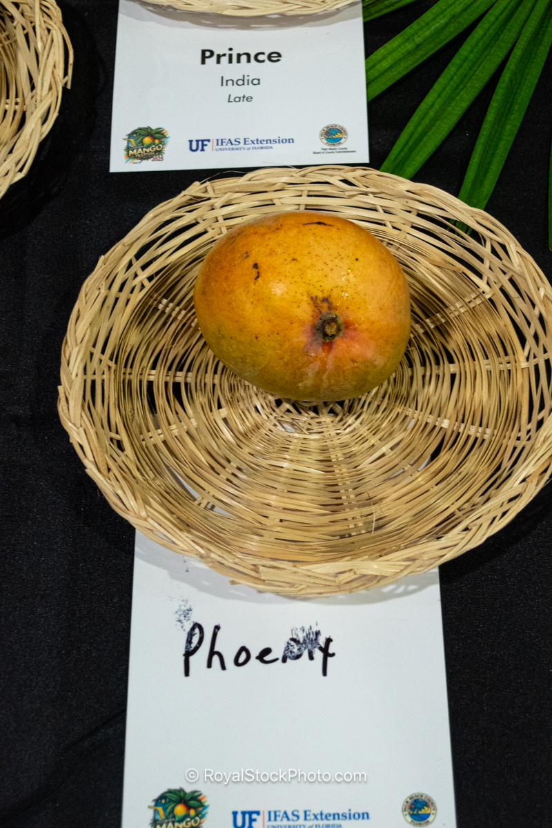 Phoenix Mango Phoenix mango fruit