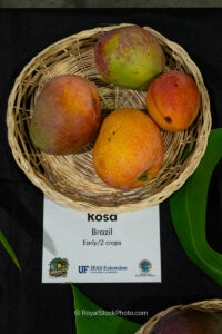 Rosa mango fruit