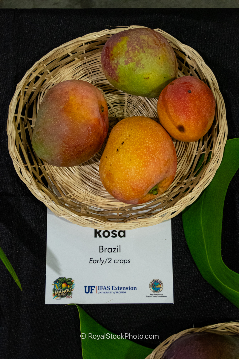 Rosa mango fruit