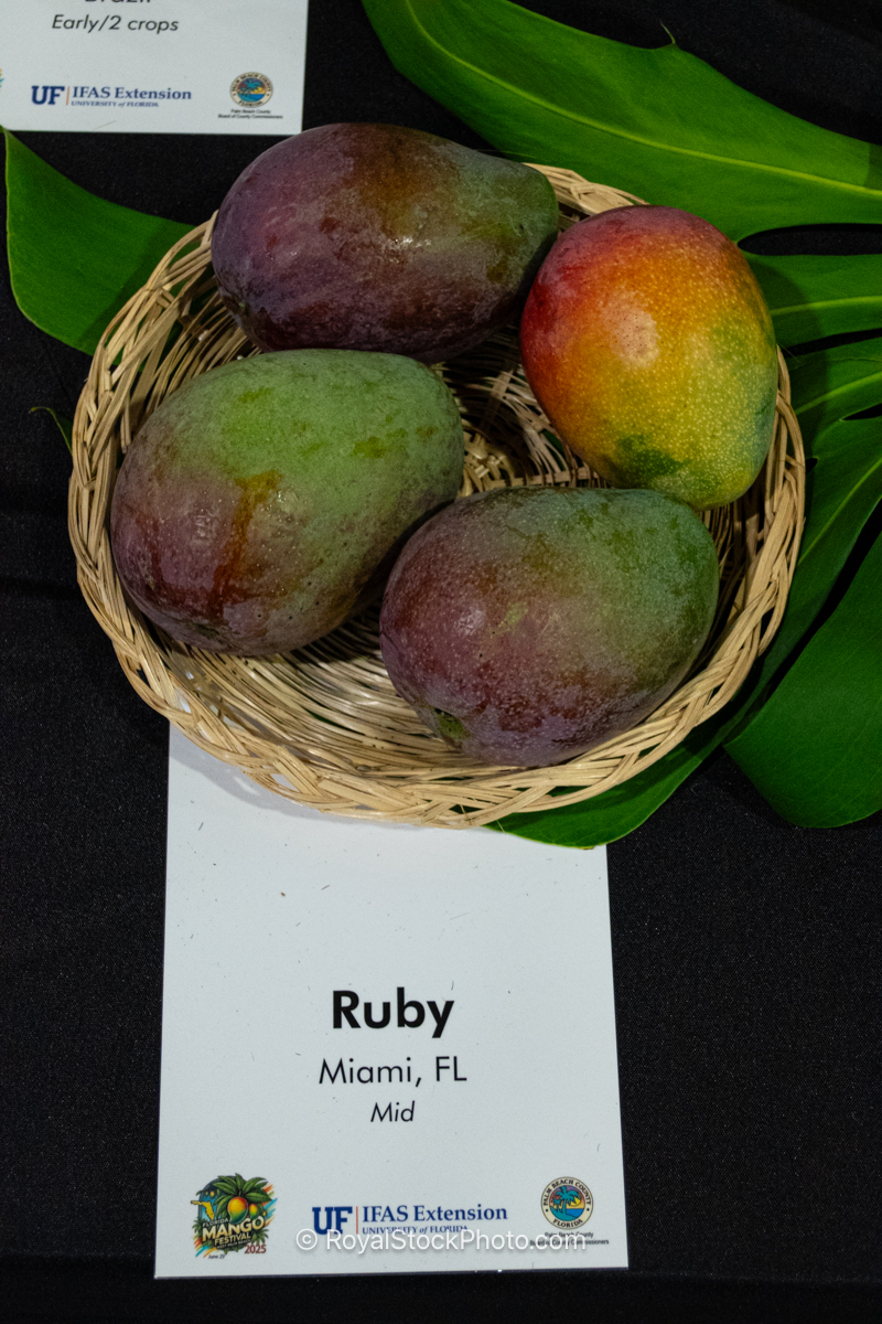 Ruby mango fruit